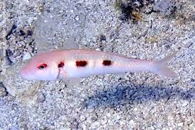 Image result for Pseudupeneus maculatus