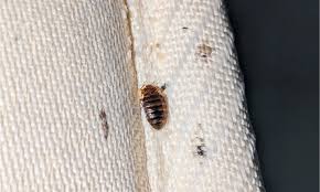 Image result for bed bugs