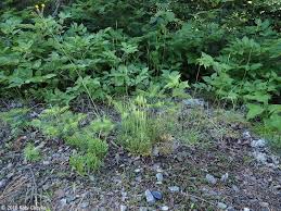 Attēlu rezultāti vaicājumam “Diphasiastrum tristachyum”