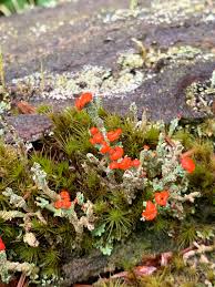 Attēlu rezultāti vaicājumam “Thelopsis rubella”