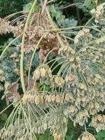 Attēlu rezultāti vaicājumam “Heracleum sosnowskyi fruit”