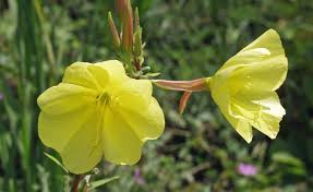 Image result for Nachtkerze