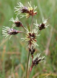 Attēlu rezultāti vaicājumam “Luzula campestris fruit”