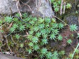 Attēlu rezultāti vaicājumam “Pogonatum urnigerum”