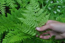 Attēlu rezultāti vaicājumam “Dryopteris expansa”