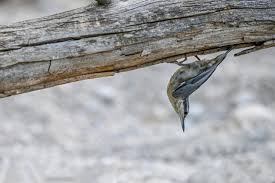 Attēlu rezultāti vaicājumam “Sitta europaea nest”