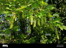 Attēlu rezultāti vaicājumam “Acer pseudoplatanus fo. purpurascens flower”