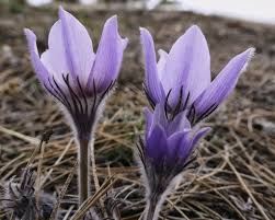 Image result for Pulsatilla