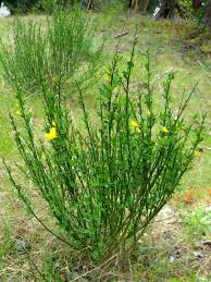 Attēlu rezultāti vaicājumam “Cytisus scoparius leaf”