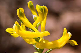 Attēlu rezultāti vaicājumam “Corydalis intermedia flower”