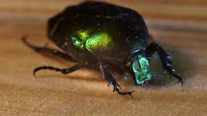 Attēlu rezultāti vaicājumam “Korynetes caeruleus”