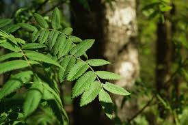 Attēlu rezultāti vaicājumam “Sorbus aucuparia leaf”