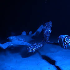 Image result for Dalatias licha