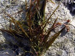 Attēlu rezultāti vaicājumam “Stuckenia pectinata”