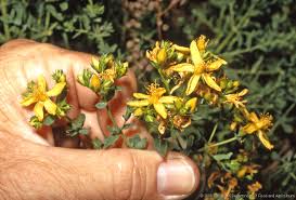 Attēlu rezultāti vaicājumam “Hypericum perforatum fruit”