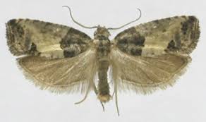 Attēlu rezultāti vaicājumam “Spilonota ocellana”