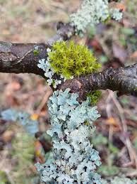 Attēlu rezultāti vaicājumam “Orthotrichum diaphanum sporophyte”