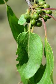 Attēlu rezultāti vaicājumam “Rhamnus cathartica”