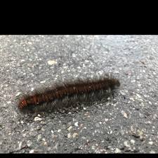 Attēlu rezultāti vaicājumam “Macrothylacia rubi larva”