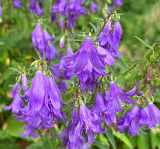 Attēlu rezultāti vaicājumam “Campanula rapunculoides bud”