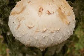 Attēlu rezultāti vaicājumam “Pholiota heteroclita”