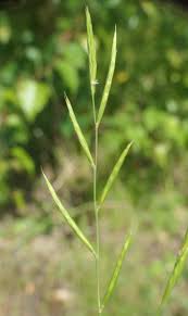 Attēlu rezultāti vaicājumam “Brachypodium pinnatum”