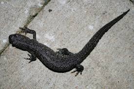 Attēlu rezultāti vaicājumam “Triturus cristatus”