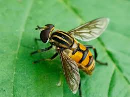 Attēlu rezultāti vaicājumam “Helophilus pendulus”