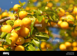 Attēlu rezultāti vaicājumam “Prunus domestica subsp. domestica fruit”