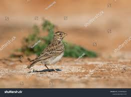 Image result for Calandrella rufescens