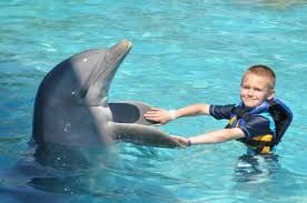 Image result for Adventure Dolphin