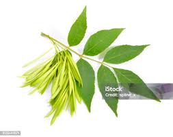 Attēlu rezultāti vaicājumam “Fraxinus excelsior leaf”