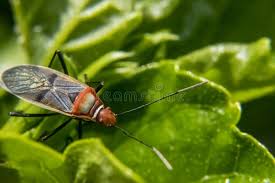 Attēlu rezultāti vaicājumam “Lygaeidae”