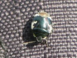 Attēlu rezultāti vaicājumam “Tritomegas bicolor imago”