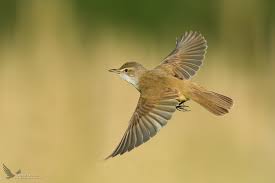 Image result for Acrocephalus arundinaceus