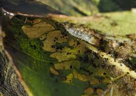 Attēlu rezultāti vaicājumam “Gracillaria syringella larva”