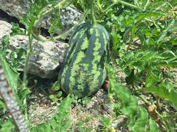 Attēlu rezultāti vaicājumam “Citrullus lanatus”