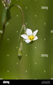 Attēlu rezultāti vaicājumam “Linum catharticum fruit”