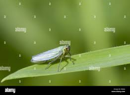 Attēlu rezultāti vaicājumam “Cicadella viridis female”