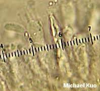 Attēlu rezultāti vaicājumam “Peniophora laurentii”