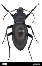 Attēlu rezultāti vaicājumam “Carabus glabratus”