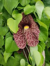 Attēlu rezultāti vaicājumam “Aristolochia durior flower”