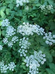 Attēlu rezultāti vaicājumam “Umbelliferae”
