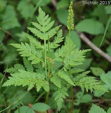 Attēlu rezultāti vaicājumam “Botrychium virginianum”
