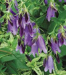 Image result for Campanula affinis