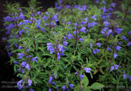 Image result for Dracocephalum moldavicum