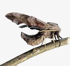 Attēlu rezultāti vaicājumam “Smerinthus ocellata”