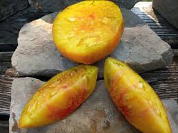 Afbeeldingsresultaat voor blushing yellow tomato