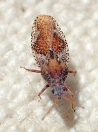 Attēlu rezultāti vaicājumam “Physatocheila smreczynskii”