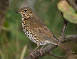 Attēlu rezultāti vaicājumam “Turdus philomelos adult”